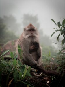 close up photo of monkeys near leaves