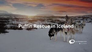 Puffin rescue in Iceland