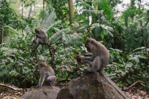 photograph of macaque monkeys in a forest