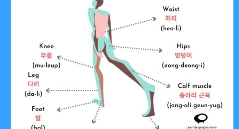20 Must-know Body Parts in Korean Language: From Head to Toe