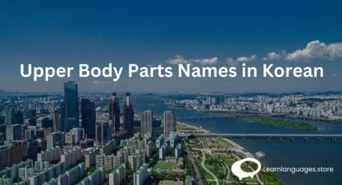 Upper Body Parts Names in Korean 