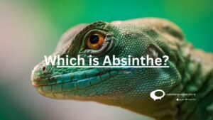 Which is Absinthe ?